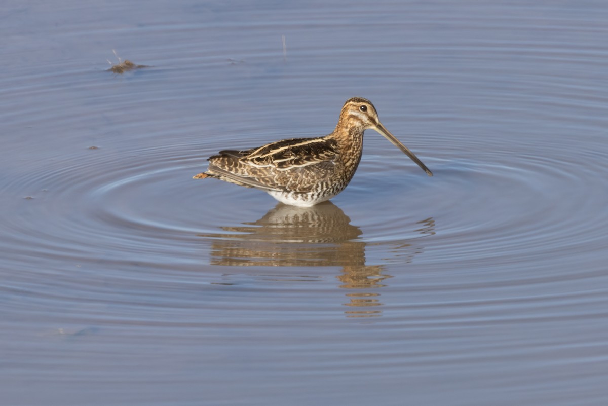 Wilson's Snipe - ML516283101