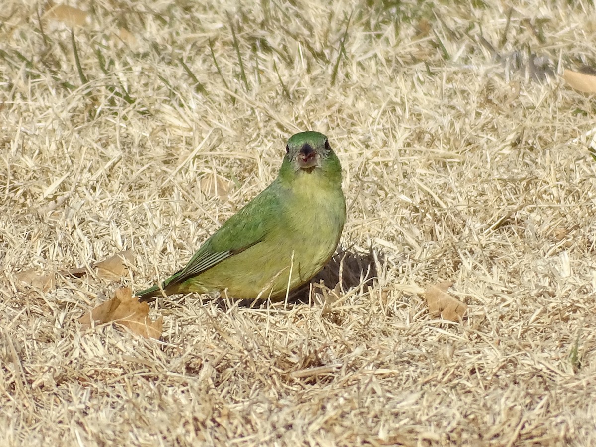 Painted Bunting - Rosie Howard