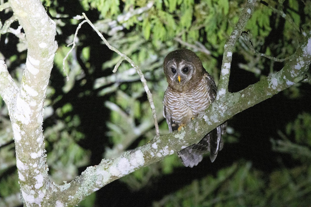 African Wood-Owl - ML516283371