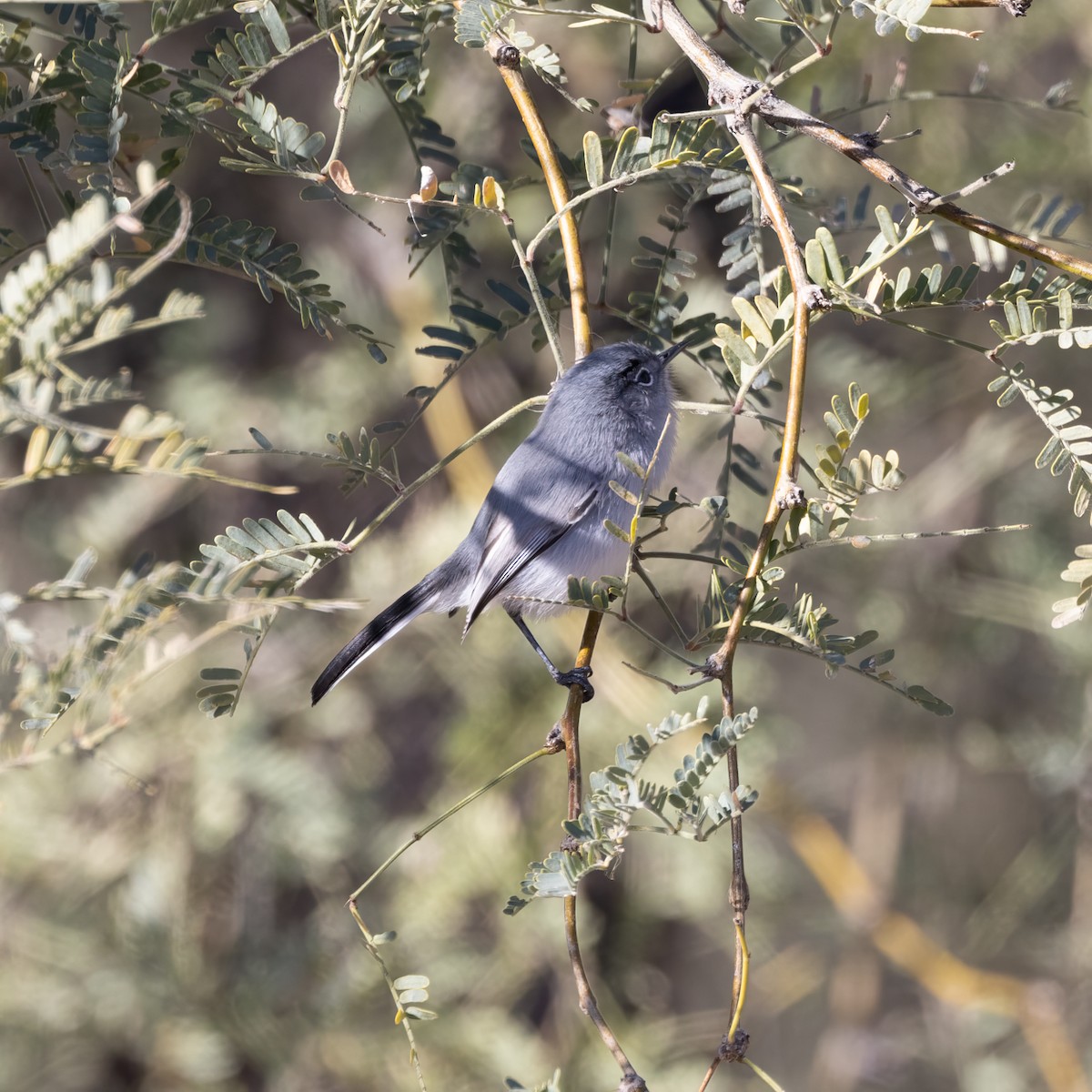 Black-tailed Gnatcatcher - ML516283541