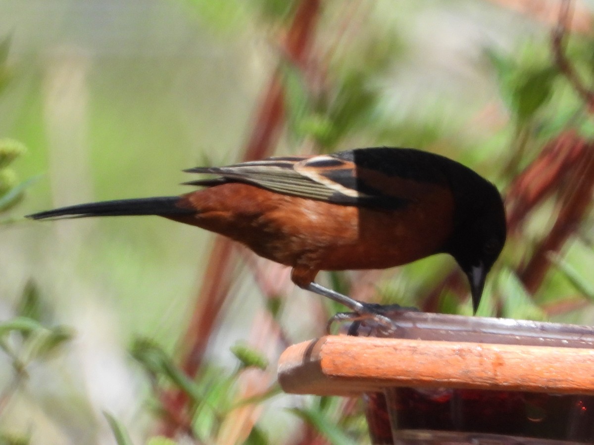 Orchard Oriole - ML516283891