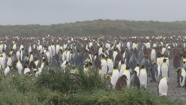 tučňák patagonský - ML516285171
