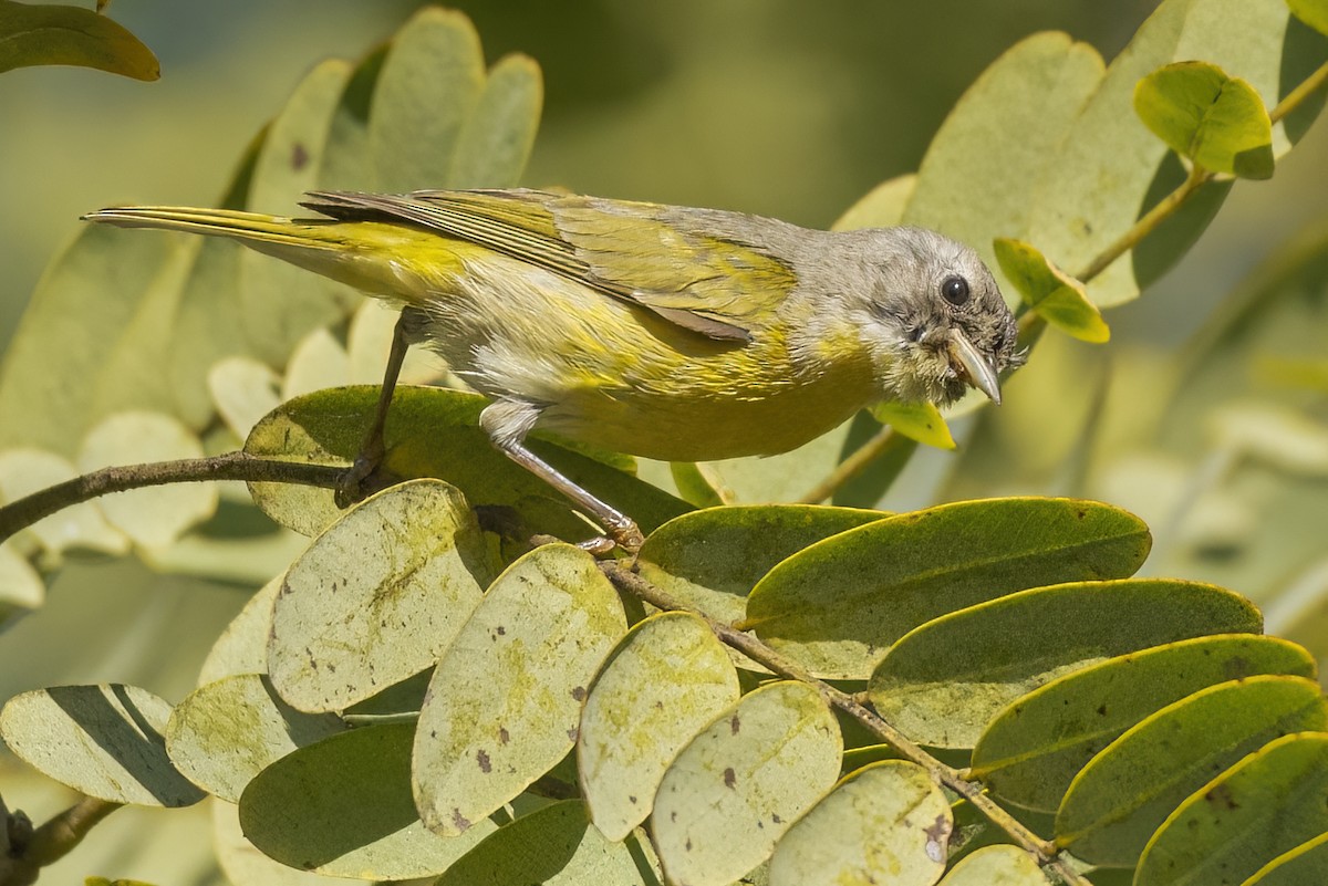 Nashville Warbler - ML516285291