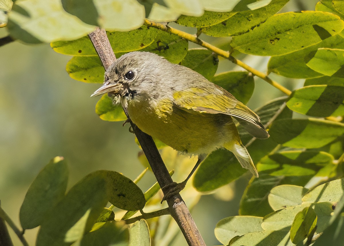 Nashville Warbler - ML516285371