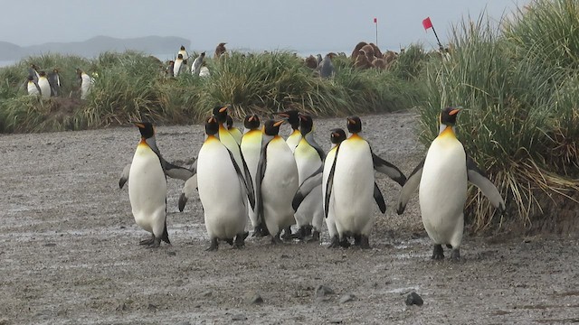 Королевский пингвин - ML516286461