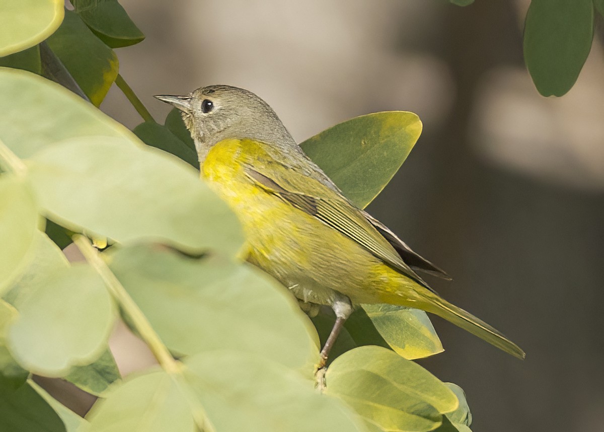 Nashville Warbler - ML516288551