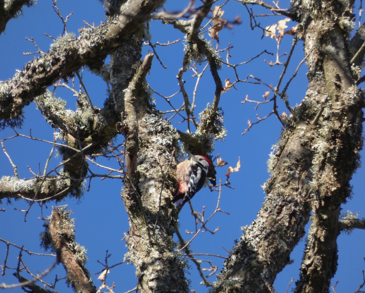 Middle Spotted Woodpecker - ML516289691