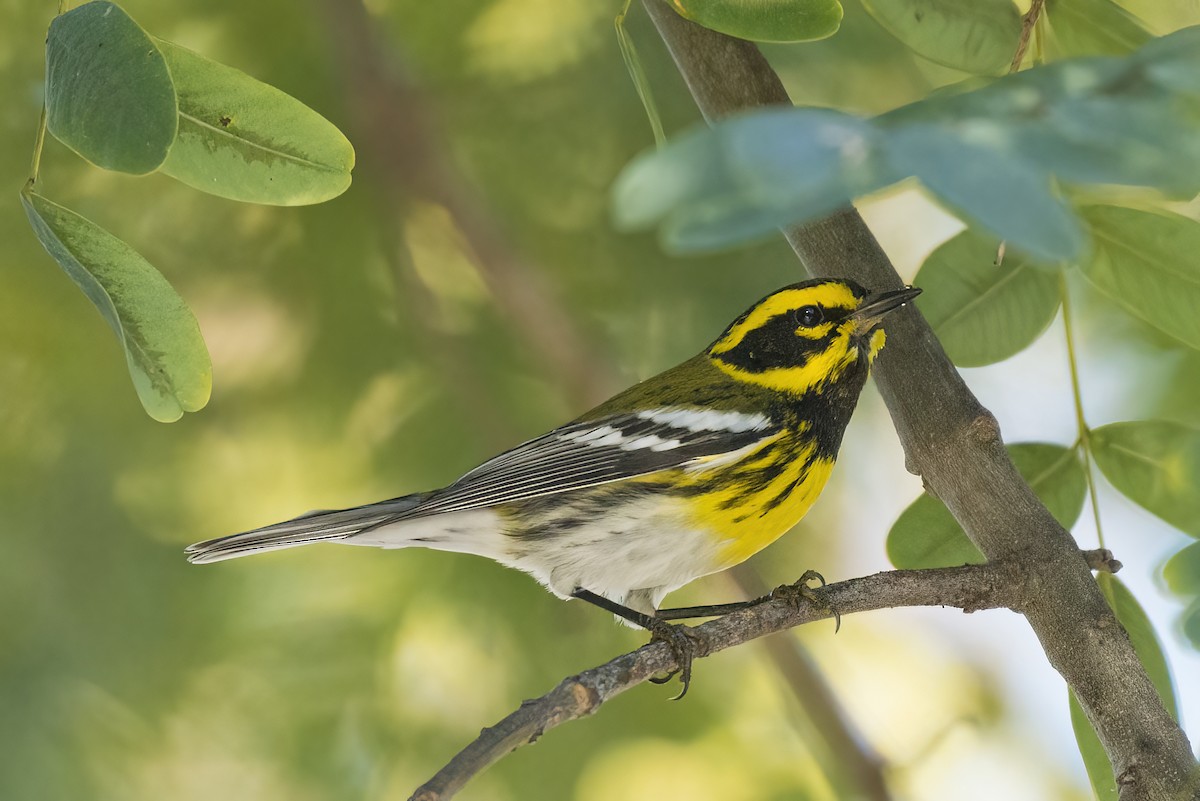 Townsend's Warbler - ML516289841