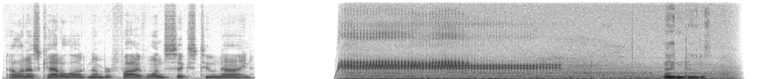 Doppelzahn-Bartvogel - ML51629