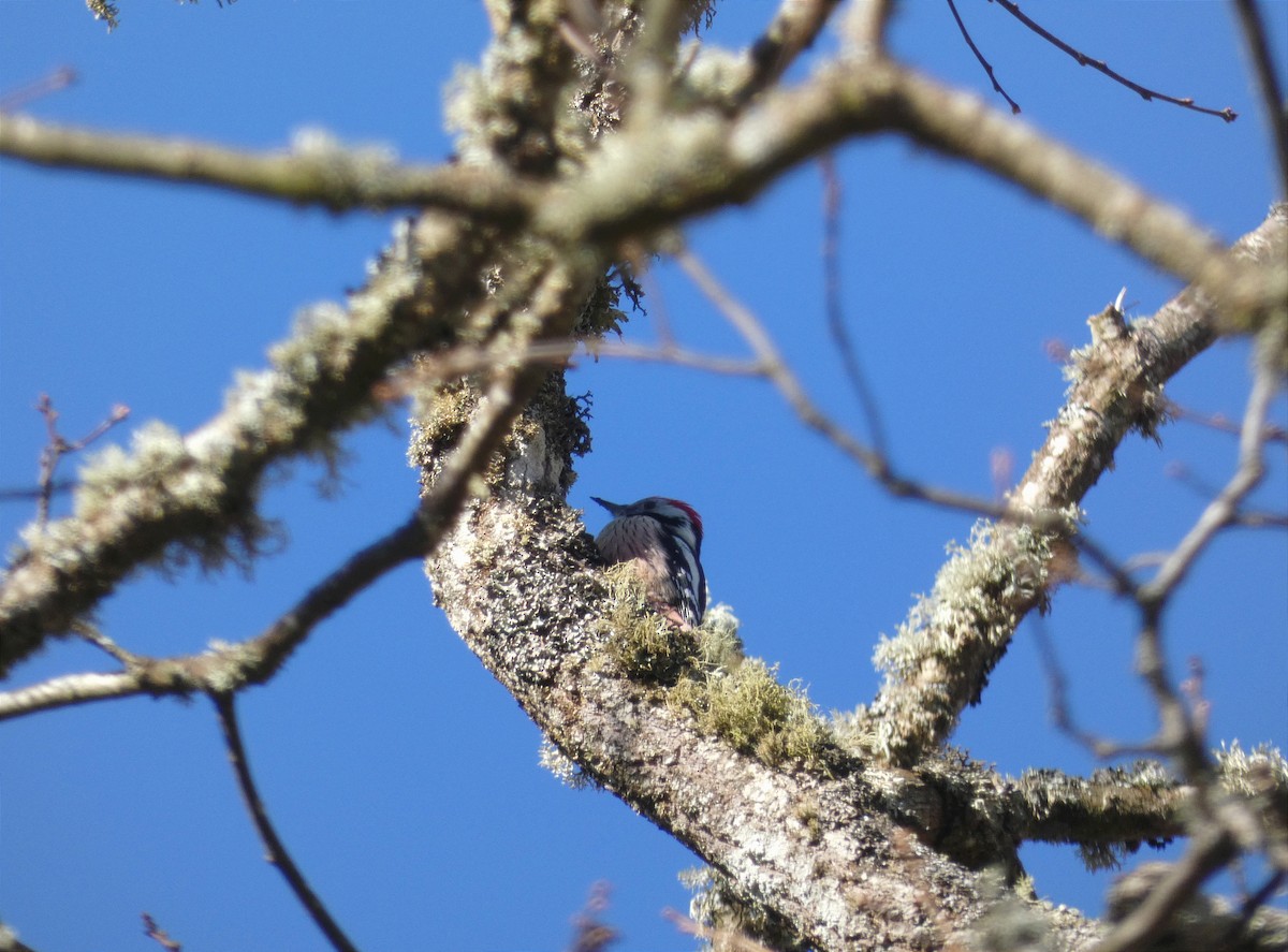 Middle Spotted Woodpecker - ML516290311
