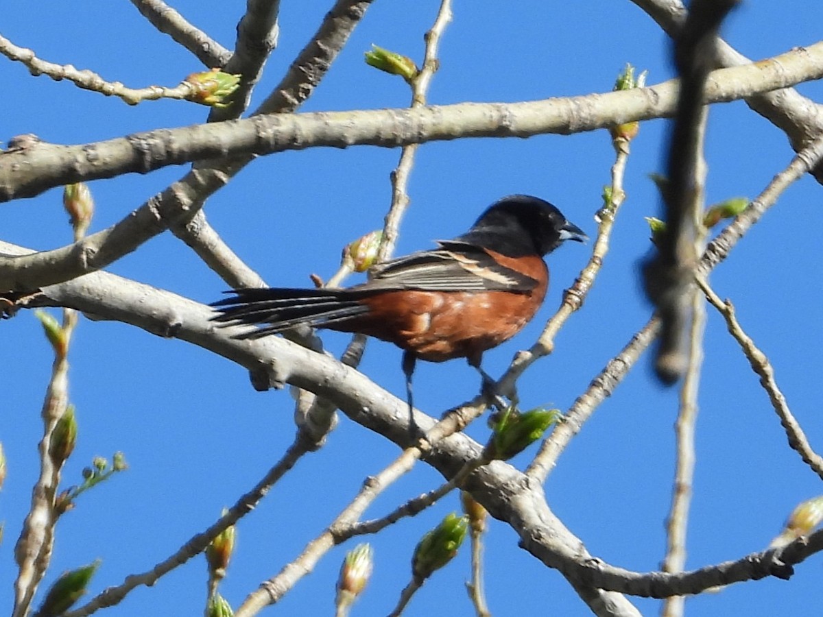 Orchard Oriole - ML516290431