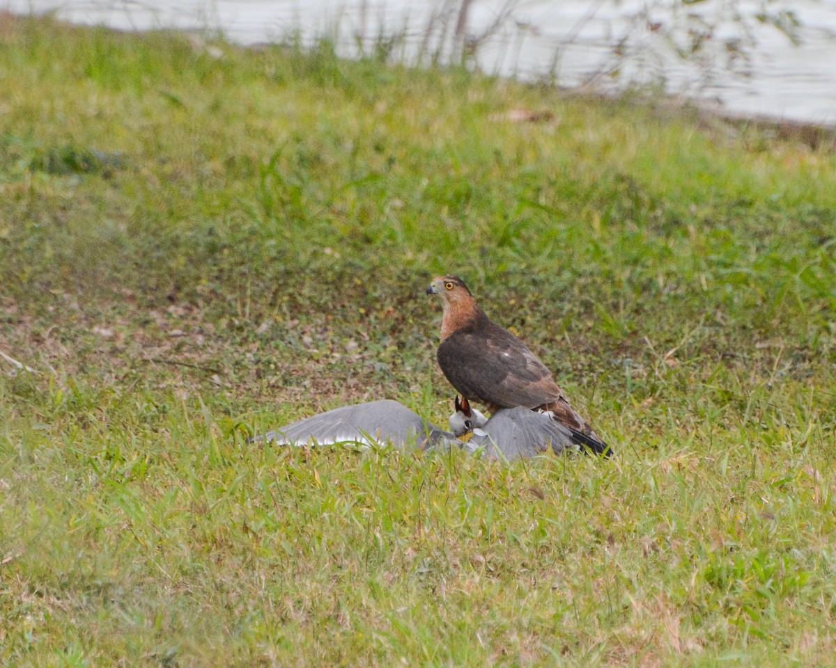 Cooper's Hawk - ML516290881