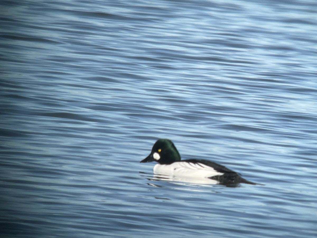 Common Goldeneye - ML516290891