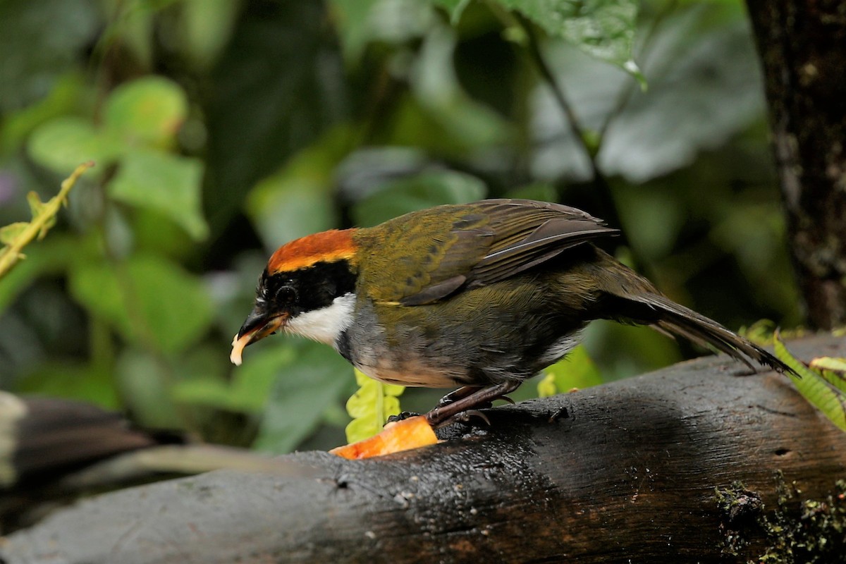 Chestnut-capped Brushfinch - ML516292201
