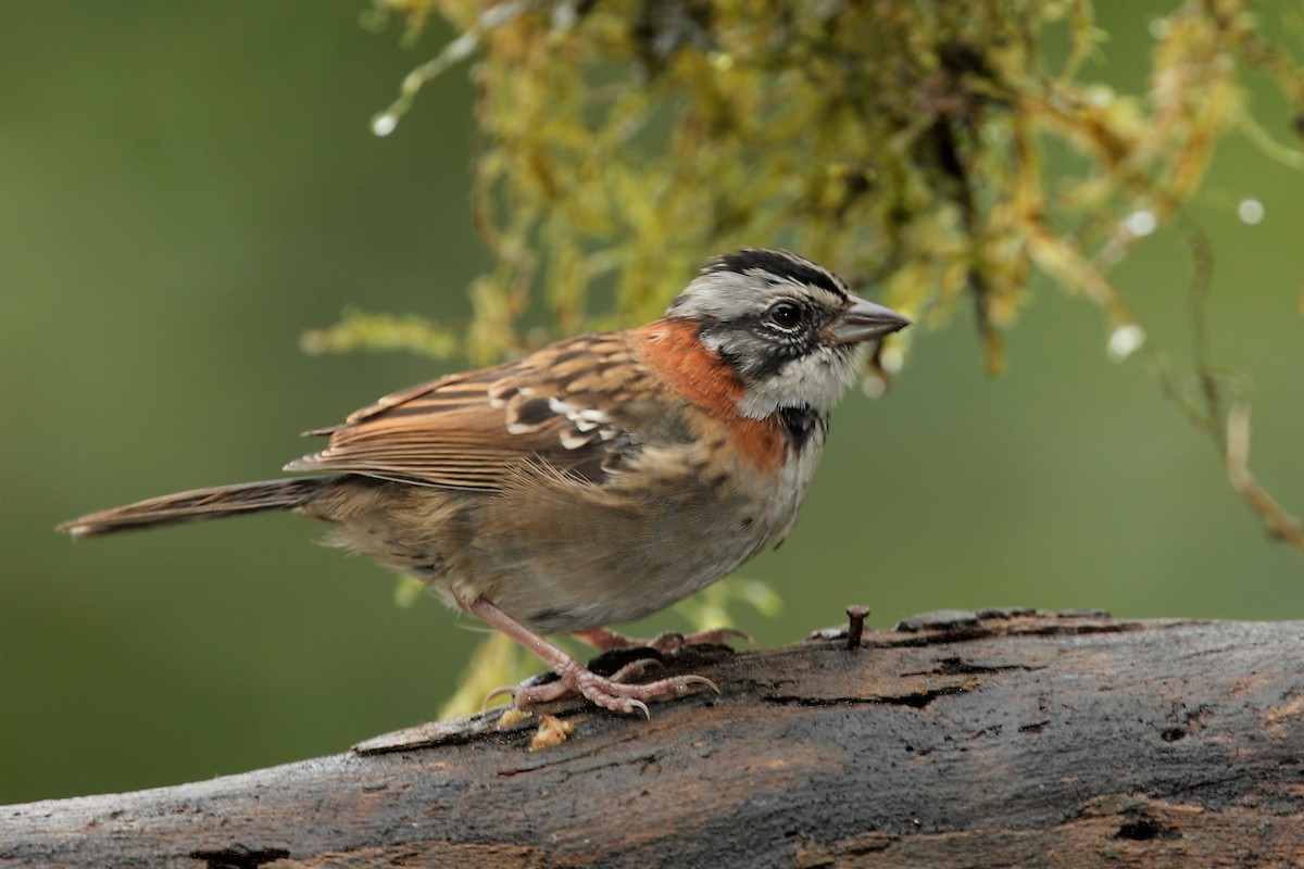 Rufous-collared Sparrow - Jun Tsuchiya