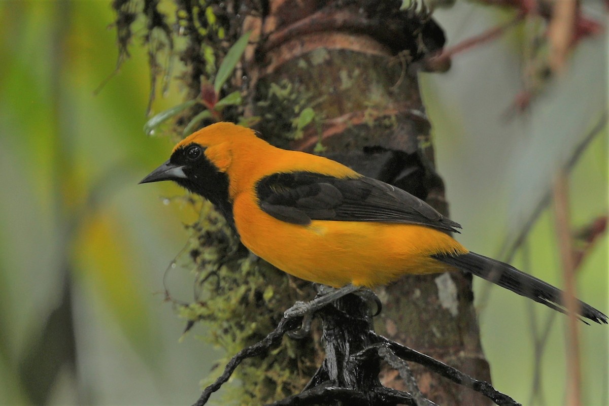 Yellow-backed Oriole - ML516293631