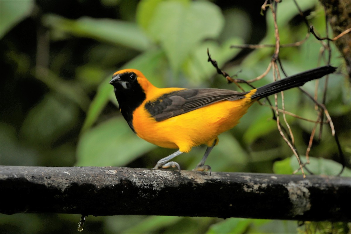 Yellow-backed Oriole - ML516293641