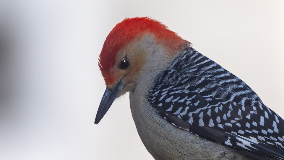 Red-bellied Woodpecker - Paul Clifford