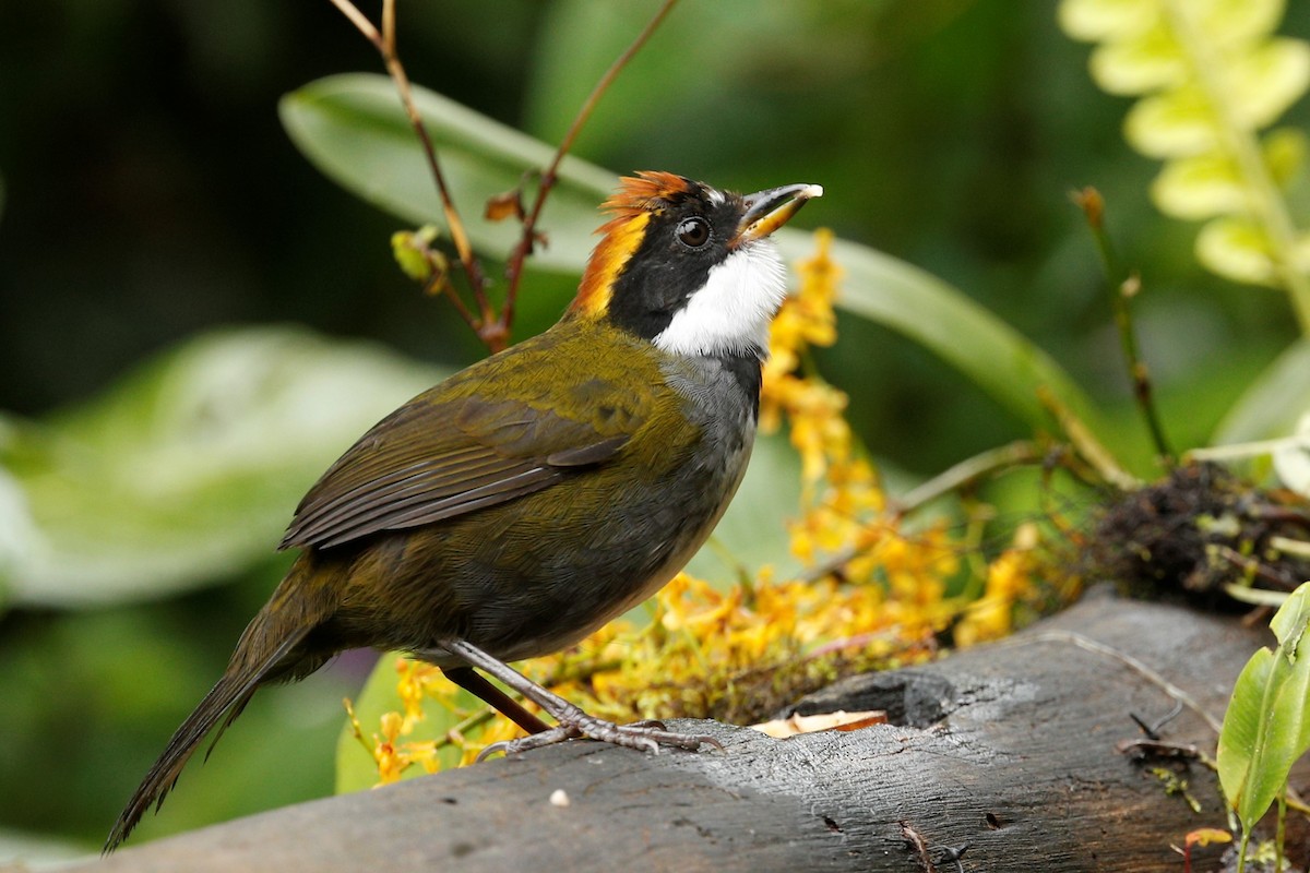 Chestnut-capped Brushfinch - ML516294261
