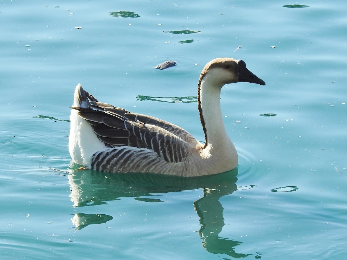 Swan Goose (Domestic type) - Steve Hosmer