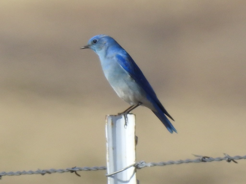 Mountain Bluebird - ML516295781