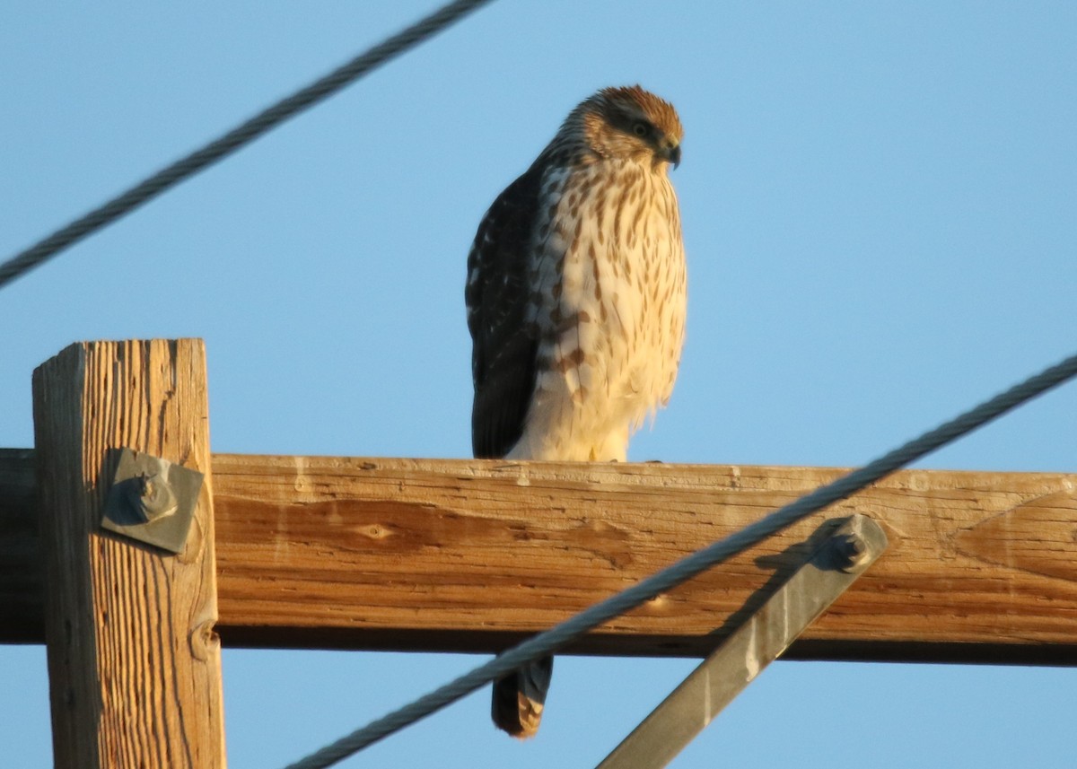 Cooper's Hawk - ML516295821