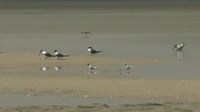 Australian Fairy Tern - ML516295861