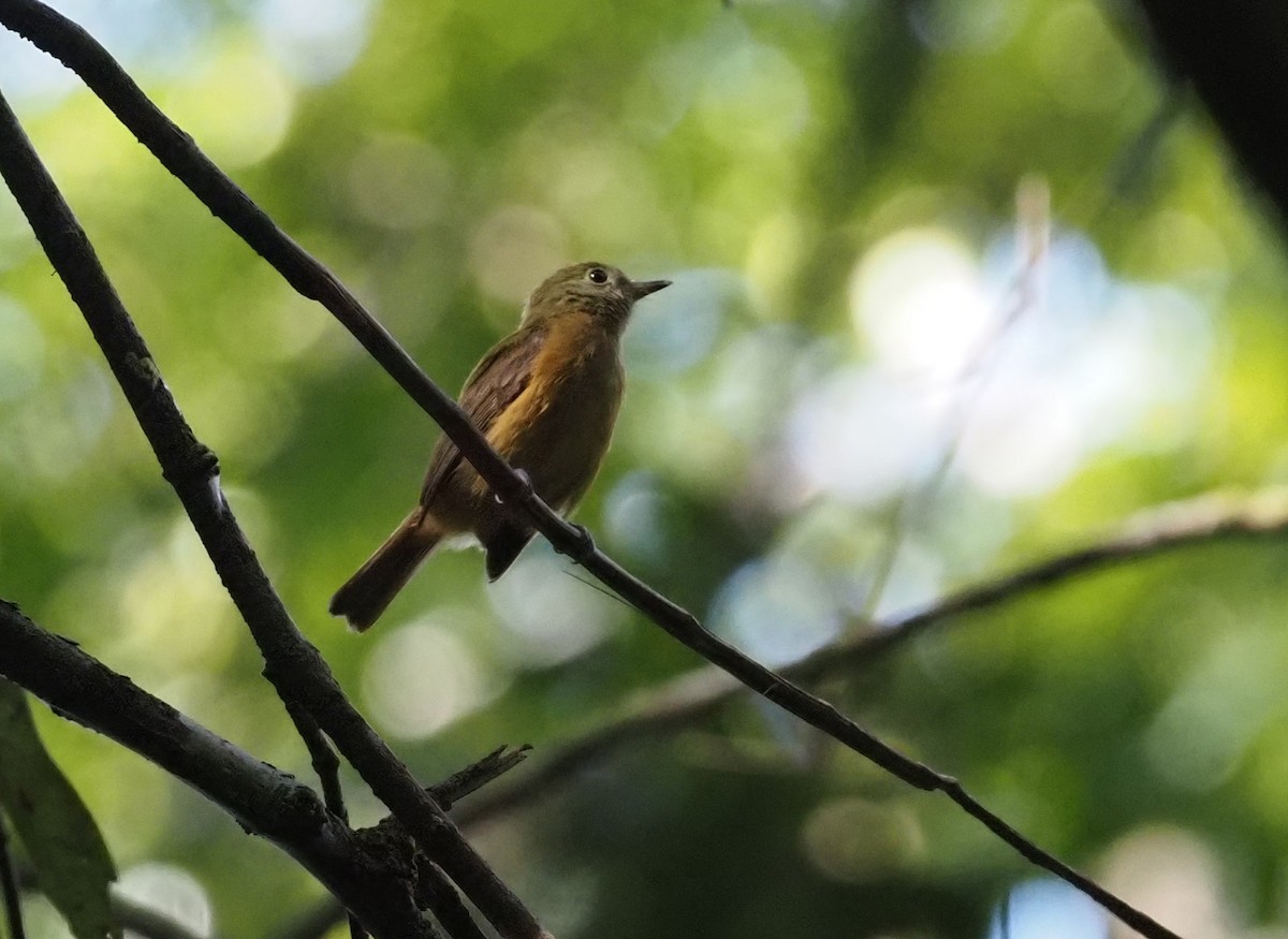 McConnell's Flycatcher - ML516296701