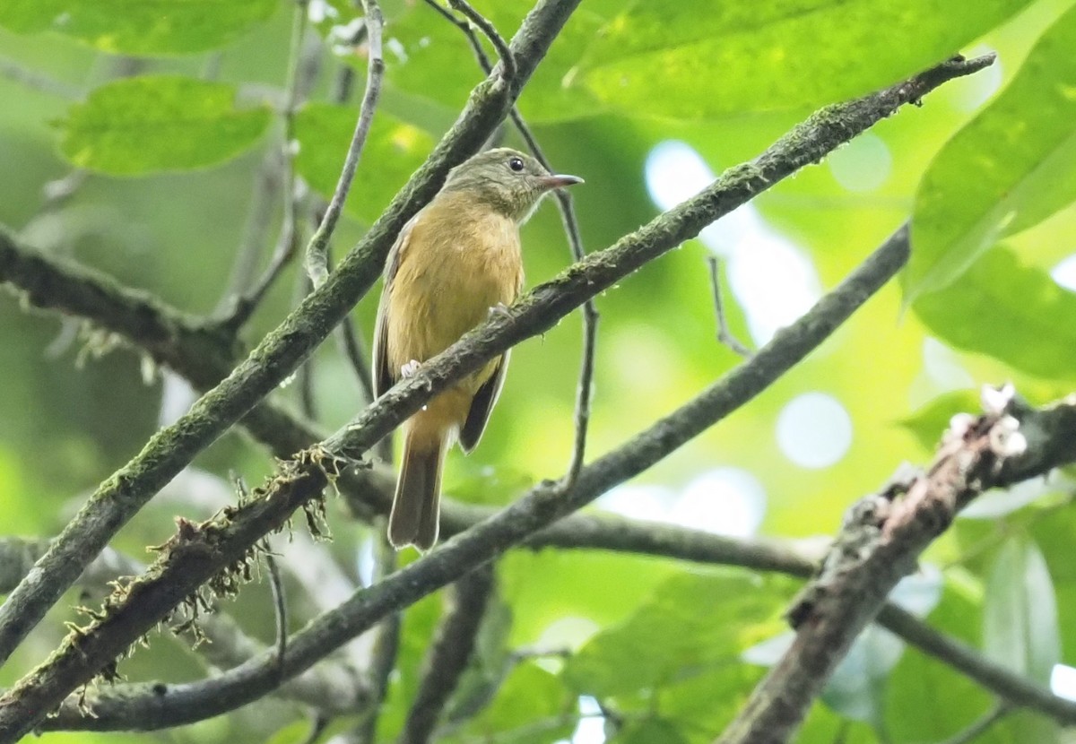 McConnell's Flycatcher - ML516296951