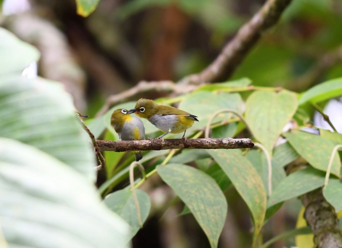 Hume's White-eye - ML516298131