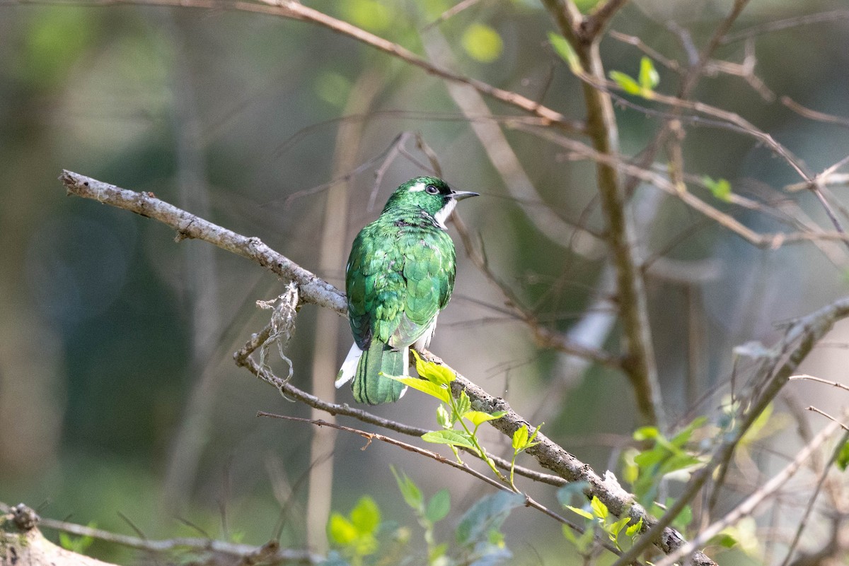 Klaas's Cuckoo - ML516299451