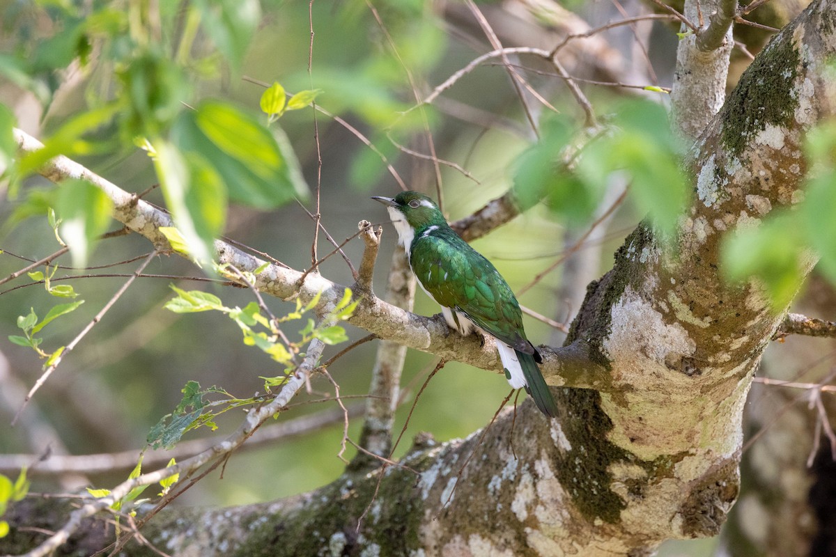 Klaas's Cuckoo - ML516299461