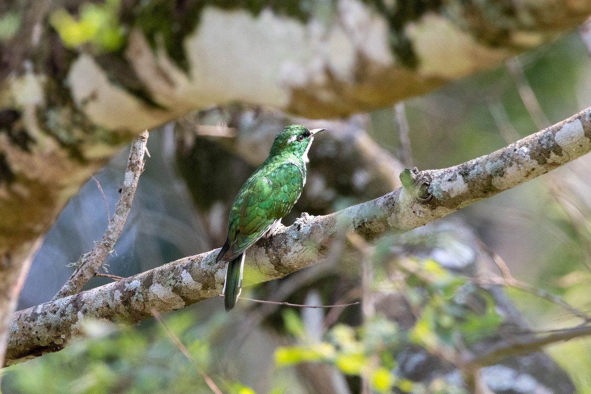 Klaas's Cuckoo - ML516299491