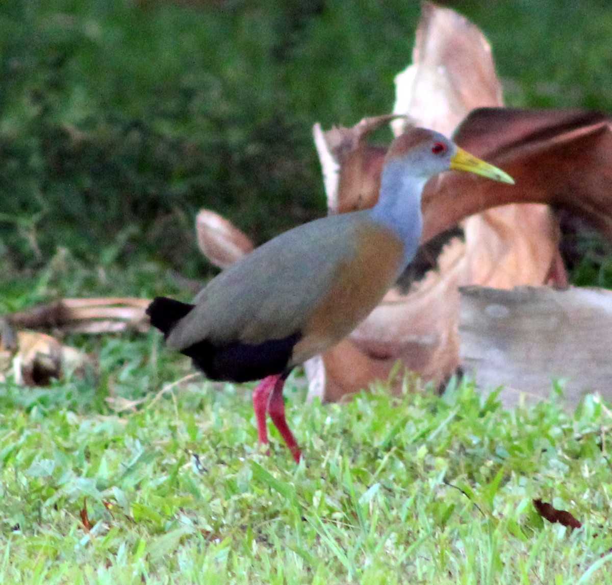 Russet-naped Wood-Rail - ML51630071