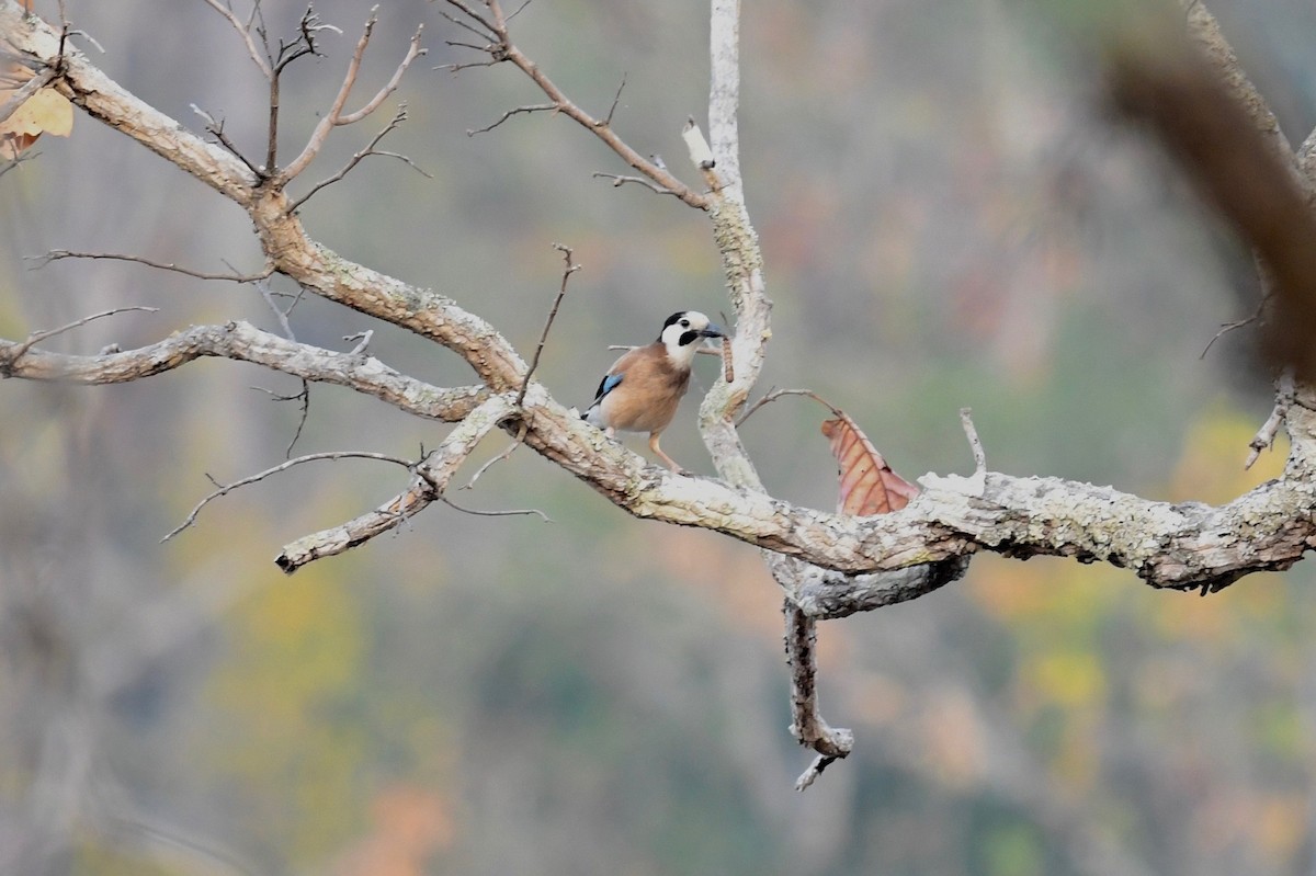 Eurasian Jay (White-faced) - Anonymous