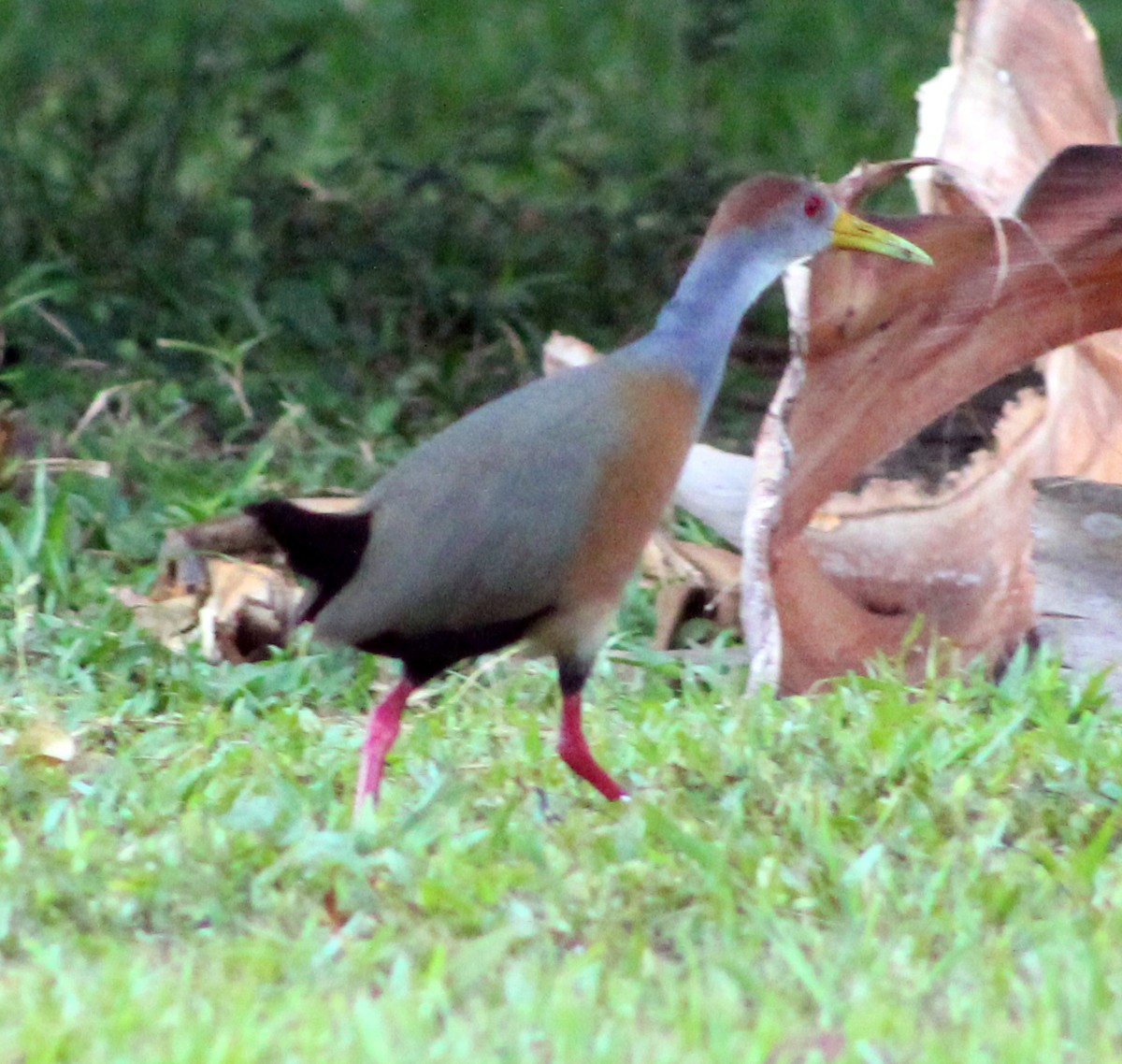 Russet-naped Wood-Rail - ML51630121