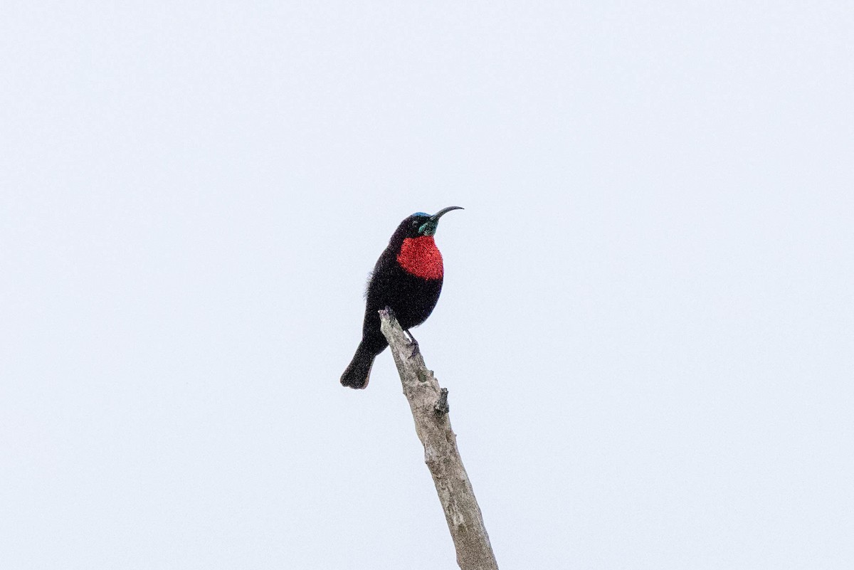 Scarlet-chested Sunbird - ML516302491