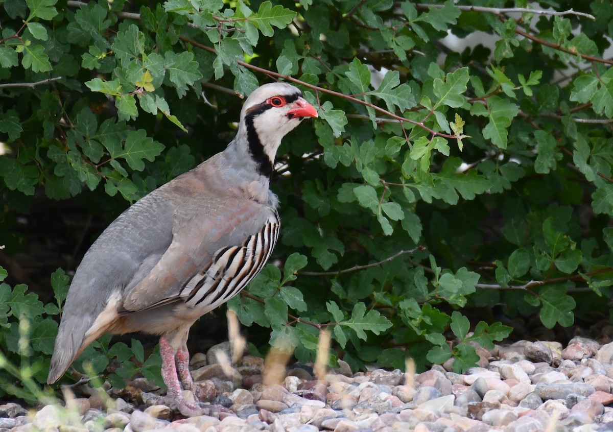 Chukar - ML516303041