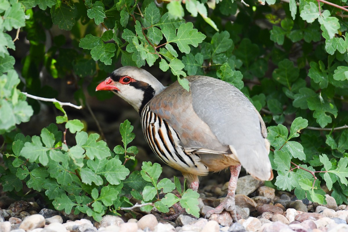 Chukar - ML516303081