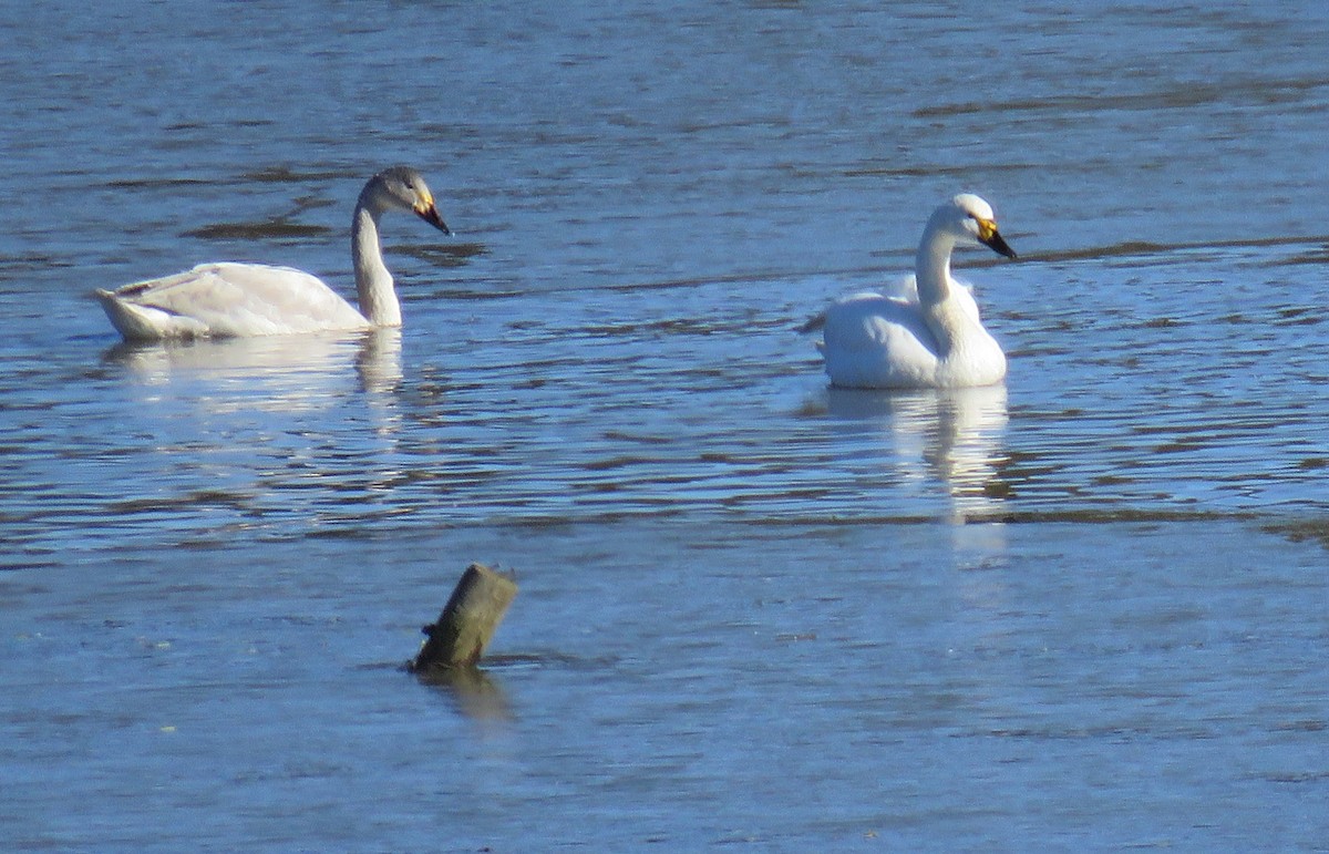 Американский лебедь (Малый) - ML51630331