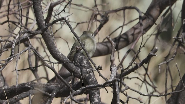 Hammond's Flycatcher - ML516303911