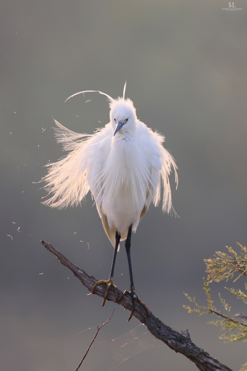 לבנית קטנה - ML516303981