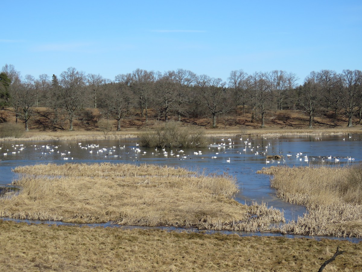 Лебедь-кликун - ML51630401