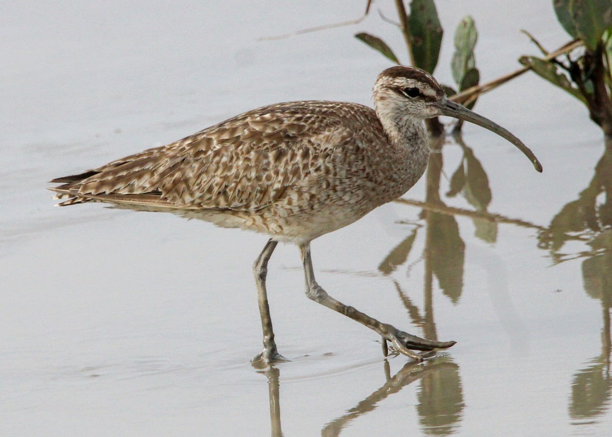 Whimbrel - ML516305271