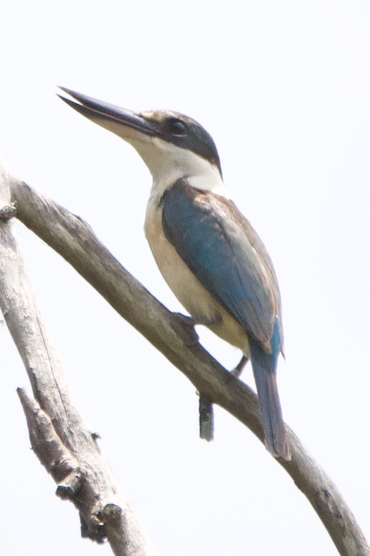 Sacred Kingfisher - Jonathan Mills-Anderson