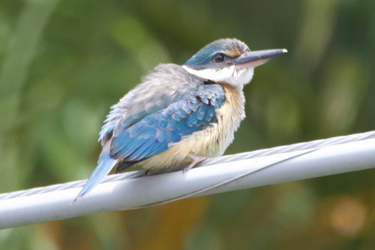 Sacred Kingfisher - Jonathan Mills-Anderson