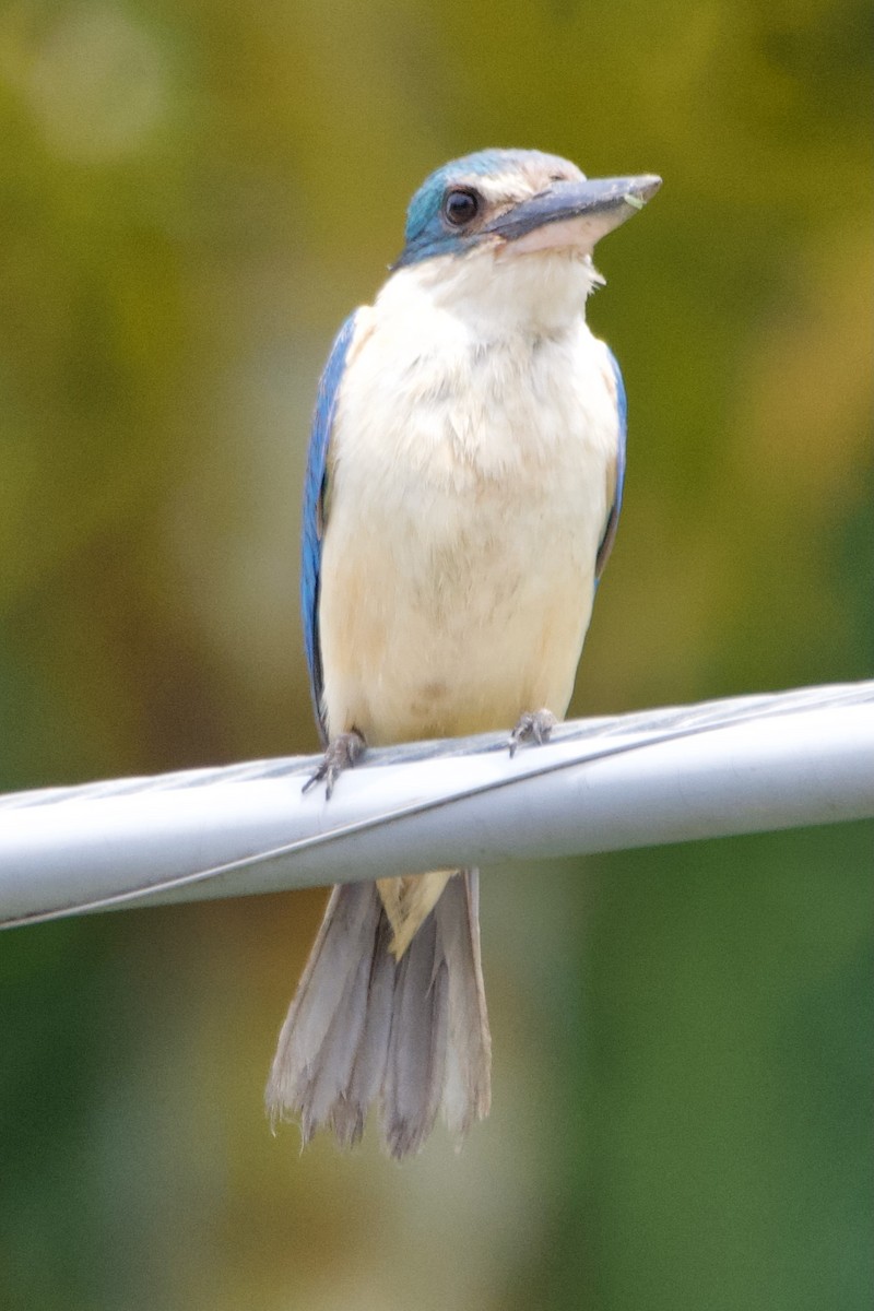 Sacred Kingfisher - ML516306691