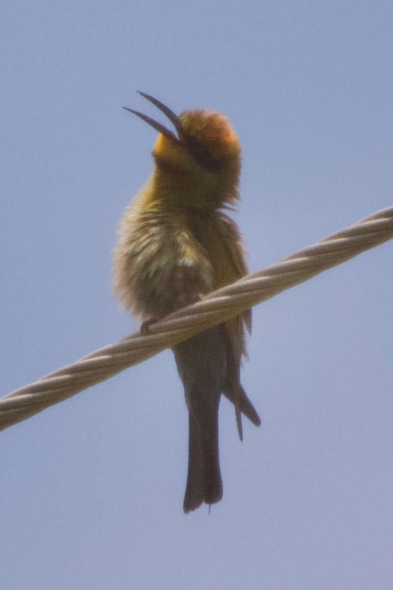 Rainbow Bee-eater - Jonathan Mills-Anderson