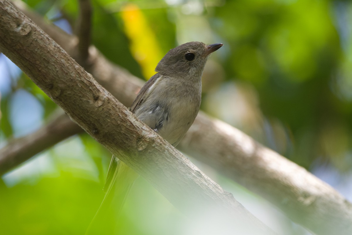 Golden Whistler - Jonathan Mills-Anderson