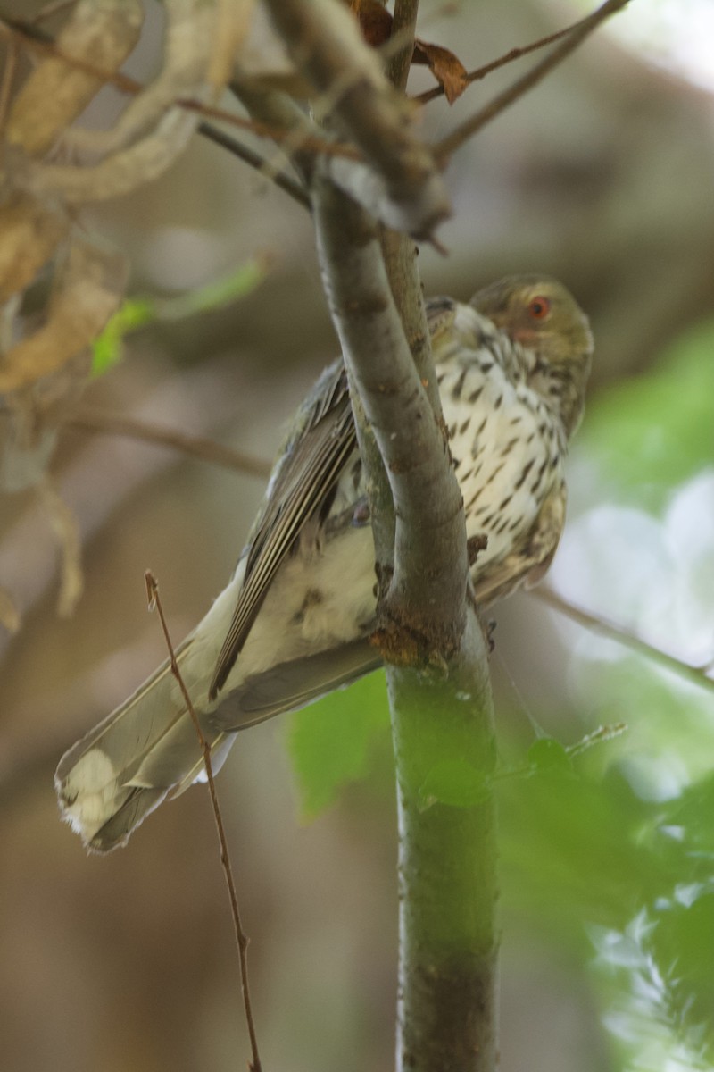 Olive-backed Oriole - ML516307001